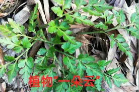 农村小伙竹林发现稀少植物阴地蕨，又称“一朵云”，有什么作用？视频封面