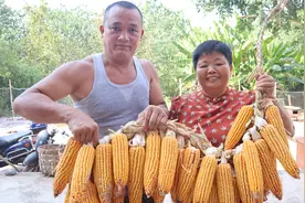 为了保证鸡鸭的粮食，超妈搬一堆玉米挂起来晒，可以保存几年不坏