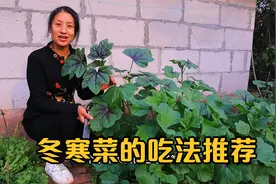 又到了一年中冬寒菜口感最好的时候了，配农家米汤，简单煮个豆腐