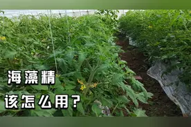 海藻精生根效果好，你知道一亩地用多少？什么时间用？