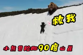 小熊跟着妈妈攀爬90度山崖，中途跌落数次，没想到它竟然越挫越勇视频封面