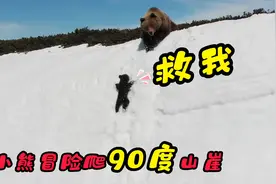 小熊跟着妈妈攀爬90度山崖，中途跌落数次，没想到它竟然越挫越勇视频封面