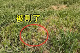 今天才知道，冬天的麦苗不仅可以踩，还可以割！涨知识了视频封面