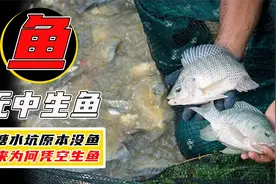 野外的空鱼池，原本没有鱼，为什么不久后就会生出鱼？视频封面