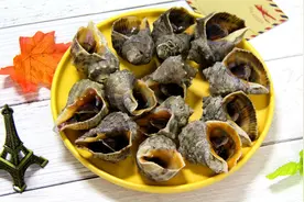 大海螺煮多长时间，不会煮的看过来，超级简单视频封面