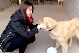 得了细小的金毛治疗第7天的表现，蓉儿喂食妈咪爱还放屁，真调皮视频封面