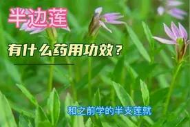 半边莲和半枝莲几乎一样，它们的功效也一样吗？有什么区别呢？视频封面