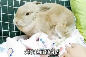 兔子到底能不能洗澡？洗澡后需要做什么措施？如何给兔子吹干？
