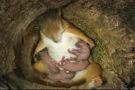 一起看看鼠妈妈的分娩之痛，母爱之伟大，小松鼠是跑的最快的么视频封面