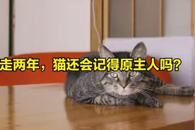 猫会记得两年前的老主人吗？