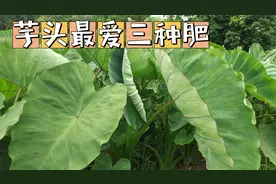 想要芋头个大高产没虫害，这三种肥很重要，后期亩产轻松上万斤视频封面
