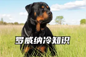 一品带刀护卫，口水王，憨憨纳，罗威纳还有哪些外号，你知道吗