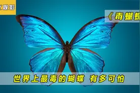 世界上最毒的蝴蝶，有多可怕！视频封面