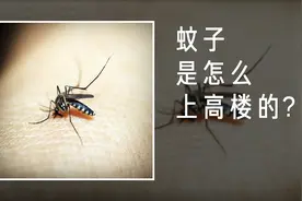 无论你身处20楼还是30楼，都有蚊子的骚扰,蚊子是怎么上高楼的？视频封面