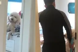 男子回家发现狗狗躺床上，姿势妖娆，网友：这狗子把自己当人了吧视频封面