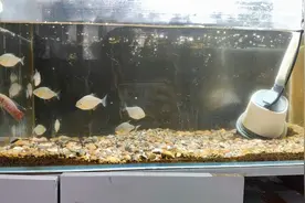 生性好斗的叉尾斗鱼，碰上野性十足食人鱼，一场狩猎在鱼缸中上演视频封面