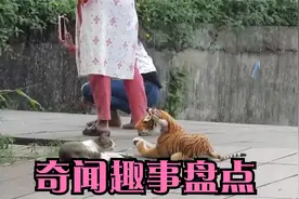 猫咪害怕老虎吗？小伙用假老虎测试，猫咪的反应太逗了视频封面