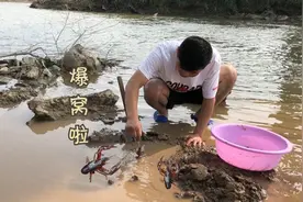 小伙河道徒手扒龙虾洞，一个洞里抓十几只龙虾，这样的洞穴易爆窝