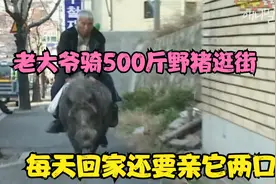老大爷跟500斤野猪形影不离，半夜还要亲两口才去睡觉视频封面