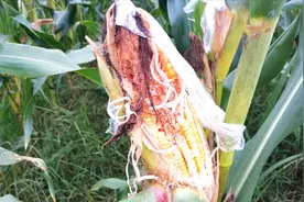 松鼠偷吃玉米太猖獗，农村六哥想一个土办法,效果还不错视频封面