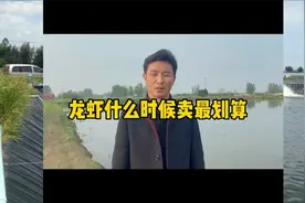 小龙虾什么时候卖最划算，水产养殖技术分享。视频封面