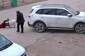 萌娃调皮抓羊反被羊顶行数米 奶奶扶着车笑得直不起腰视频封面