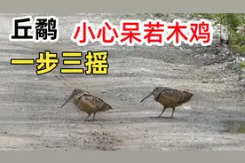 为什么丘鹬要一步三摇？走得慢也别催，小心呆若木鸡