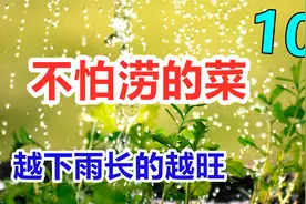 喜湿耐涝的10种蔬菜, 怕干旱, 越下雨长的越好视频封面