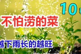 喜湿耐涝的10种蔬菜, 怕干旱, 越下雨长的越好视频封面