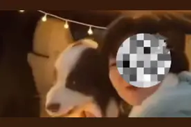 主人回应边牧咬伤女子：对方未经允许摸狗，索要赔偿未果要打官司视频封面