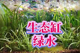 古法养鱼绿水怎么办，生态缸绿水原因和解决办法，鱼缸水变清方法视频封面
