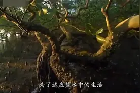 小学科学讲课材料之能在海水中生存的植物红树视频封面