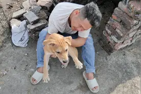 农村比特犬都值好几万，花两千五买回来的串比特怎样，品相相当好视频封面