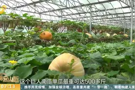 稀奇！白茄子、巨人南瓜、空中红薯惊艳亮相，带你探秘寿光菜博会视频封面