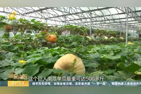 稀奇！白茄子、巨人南瓜、空中红薯惊艳亮相，带你探秘寿光菜博会视频封面
