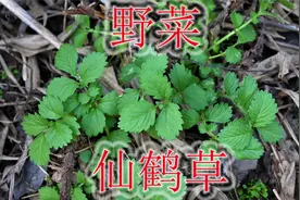 农村常见野菜“仙鹤草”，有着“草中人参”之称，很多人当草除掉视频封面