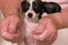 萌宠成长记第三季：蝴蝶犬幼崽太袖珍！只有一块黄油大视频封面