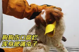 被主人铲断腿的狗狗，治疗时疼得眼泪汪汪，浑身颤抖的配合治疗视频封面