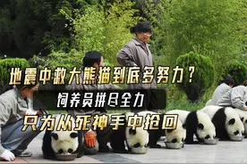 地震中救大熊猫到底多努力？饲养员拼尽全力，只为从死神手中抢回视频封面