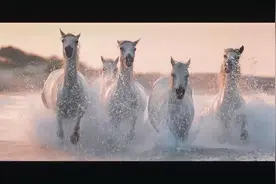 卡马格白色天使：法国卡马格马及卡马格牧牛人高清短片视频封面