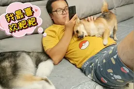 收养的流浪狗超黏人，撒娇卖萌腻歪人样样精通，看得人骨头都酥了视频封面