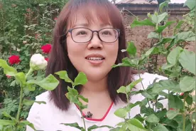 茉莉花中的“虎头”，不能随便剪，一刀剪不对，整株死翘翘视频封面