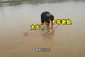 小伙黄河一网扣住大鲤鱼，大口像猪嘴一样，全身金黄，至少活十年视频封面
