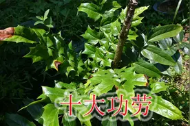 药铺售卖的“十大功劳”，植物稀缺较珍贵，用途值得大家了解