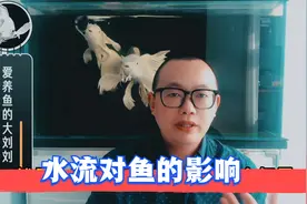 鱼缸水流在养鱼过程中有什么影响？多大水流合适呢？视频封面