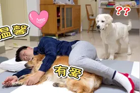 当主人搂着狗狗睡觉，另一只会是什么反应？视频封面