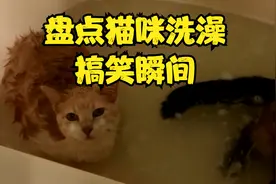 盘点猫咪洗澡搞笑瞬间