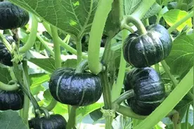 农村常用三个土方法，给蔬菜喷一喷，长势好还能防治病虫害视频封面