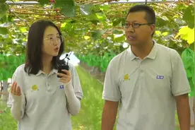 大棚栽培的阳光玫瑰有哪些优缺点？管理上需要注意什么？视频封面