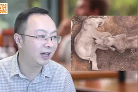 17个月了，大象终于回家了！云南北移亚洲象群平安回归栖息地视频封面